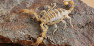 scorpion